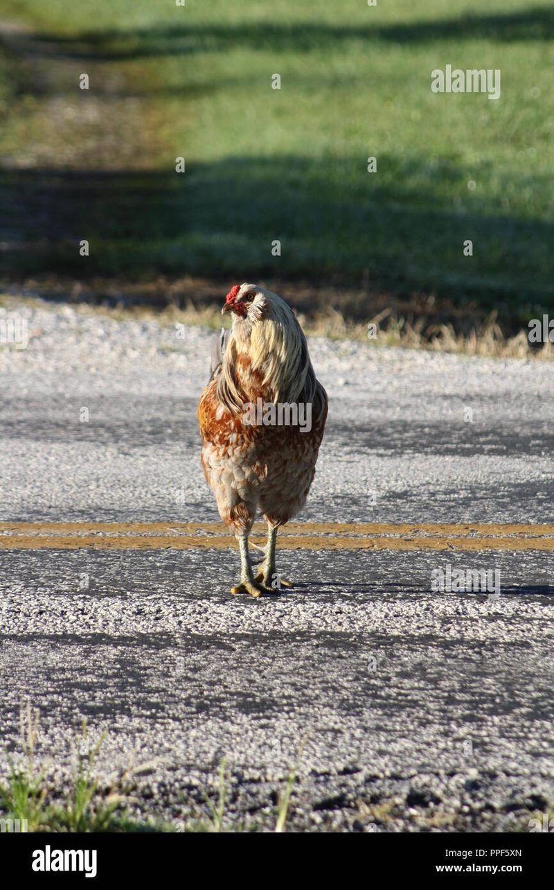 Descubre el Misterio de la Ruta Pollo en España: Juego de Azar Emocionante, chicken road game
